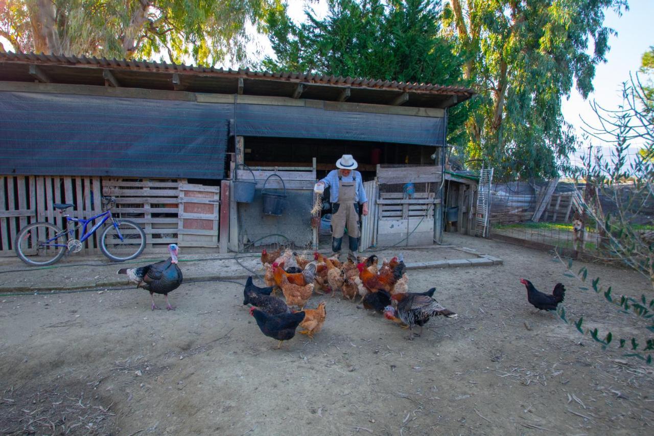 Loukas Farm House Áyios Kírikos Εξωτερικό φωτογραφία